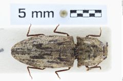Foto (Dorsalansicht) von Agrypnus porosus (NHMW-ZOO-COL-0008113)